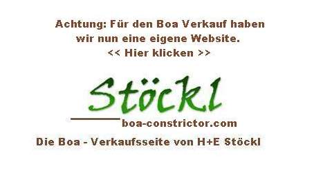 Zero Boa Longicauda  Stöckl - Die Nr.1 Boa constrictor Seite im Internet