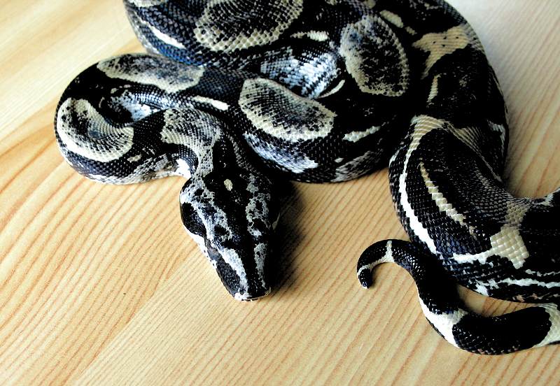 Libre D'un Boa Constrictor Noir Et Blanc