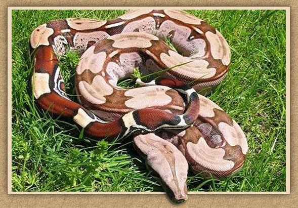 Stöckl - Die Nr.1 Boa constrictor  Seite im Internet