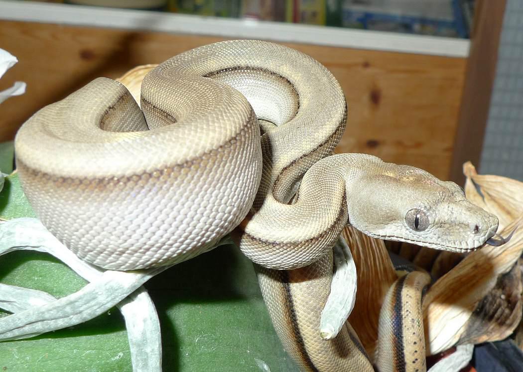 Silver Zero Longicauda  Stöckl - Die Nr.1 Boa constrictor Seite im Internet