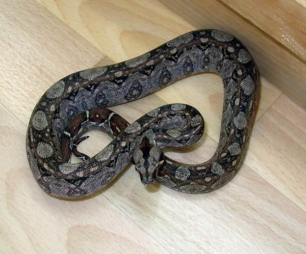 Tarahumara Boa Care