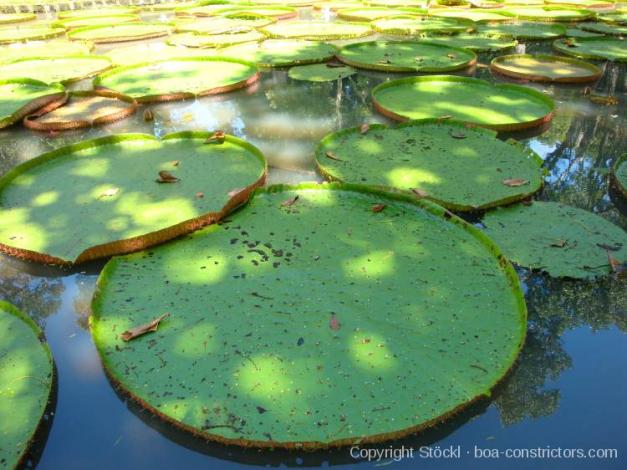 Impressionen von Mauritius