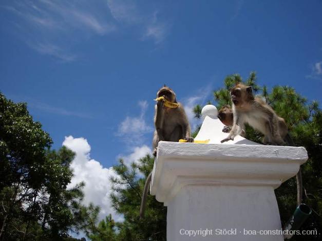 Impressionen von Mauritius