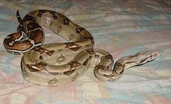 Boa c. constrictor Venezuela