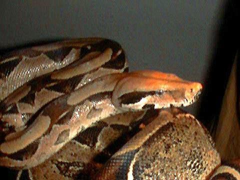 Boa c. constrictor Venezuela