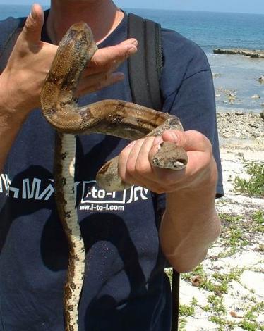 Utila Boa c. imperator Utila Boa