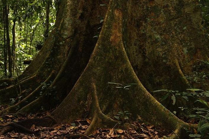 Baum im Regenwald von Peru