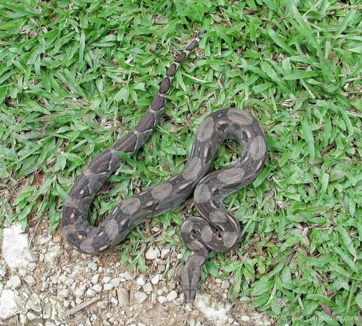 Belize Festland Boa c. imperator