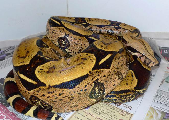 Boa_c_constrictor_Brasilien_Belem_female.jpg