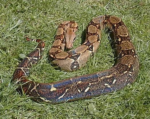 Boa c. imperator Costa Rica