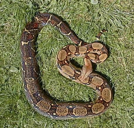 Costa Rica Boa c. imperator