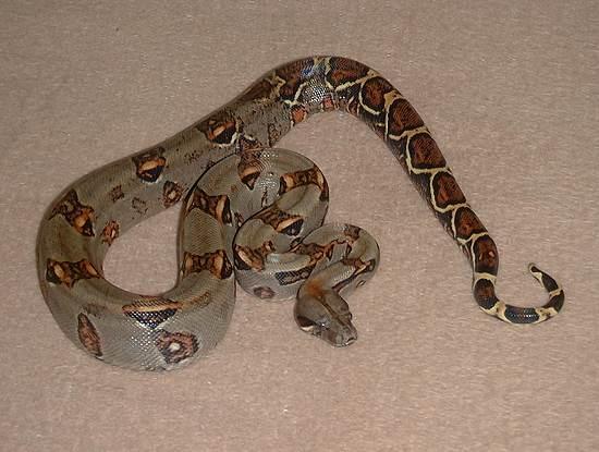 Costa Rica Boa