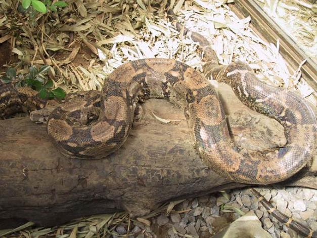 Costa Rica Kaiserboa 