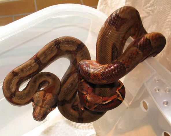 Firebelly_Boa_Baby.jpg