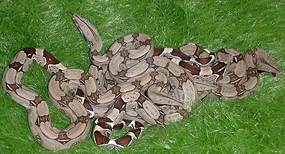 Guayana Rotschwanzboa Boa c. constrictor