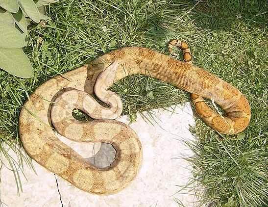 Hog Island Boa c. imperator 