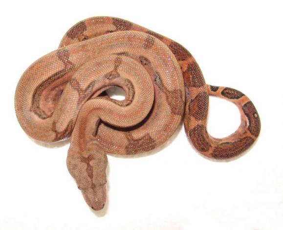 Boa Firebelly