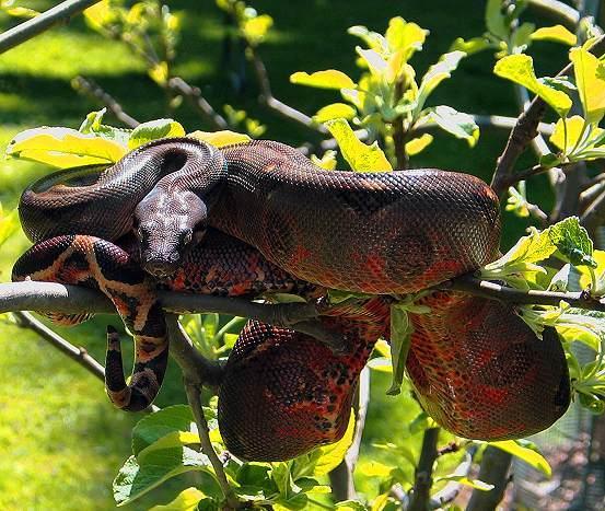 Firebelly Boa