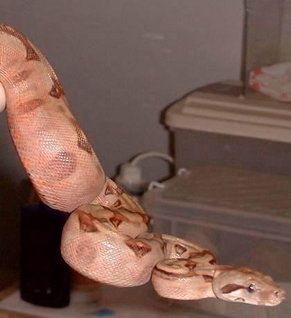 Firebelly Boa