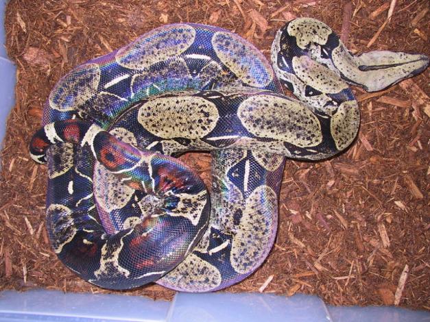 Boa c. melanogaster Black bellied boa