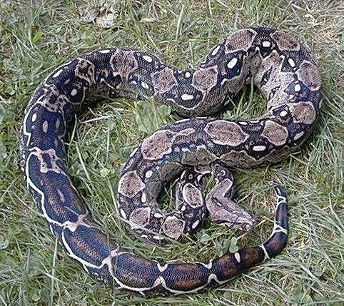 Boa c. imperator Mexiko Sonora