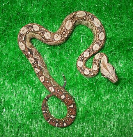  Nicaragua Boa c. imperator