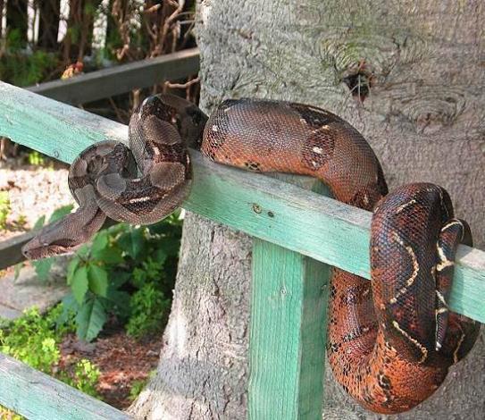 Corn Island Boa