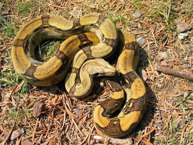 Boa c. longicauda high-yellow