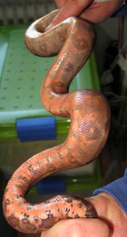 Red Nic Boa - Boa c. imperator Corn Island 