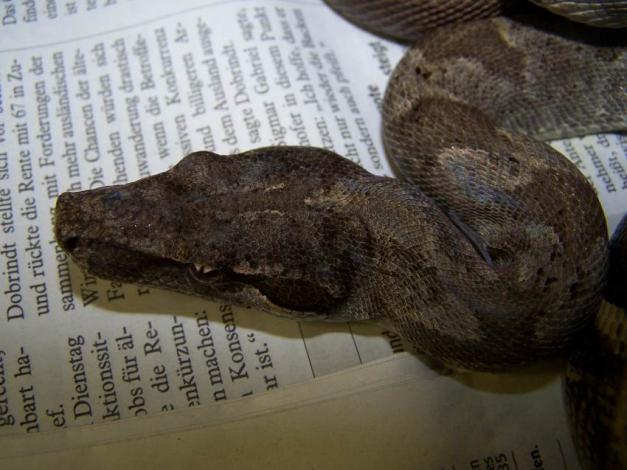 Clouded Boa