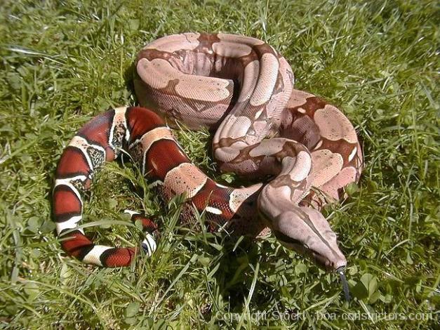 Boa c. constrictor Surinam Pokigron