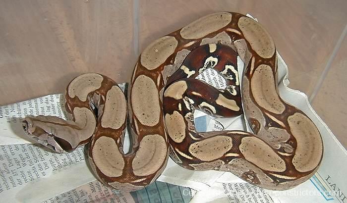 Boa c. constrictor Surinam Pokigron