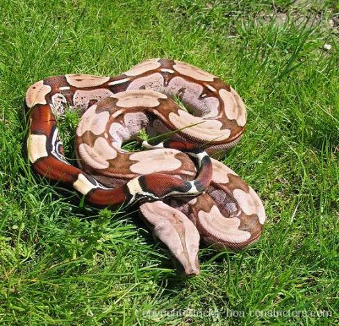 Boa c. constrictor Surinam Pokigron Rotschwanzboa