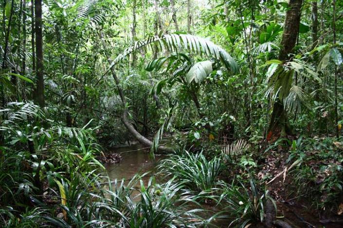 Boa constrictor Habitat Brasilien