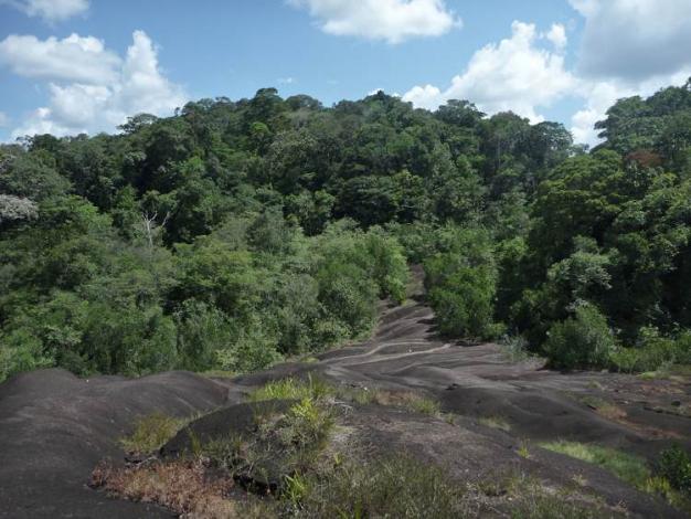 Boa constrictor Habitat Surinam