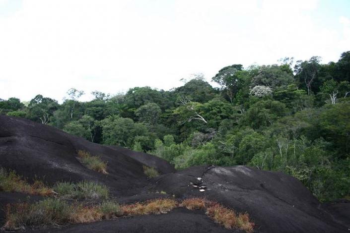 Boa constrictor Habitat Surinam