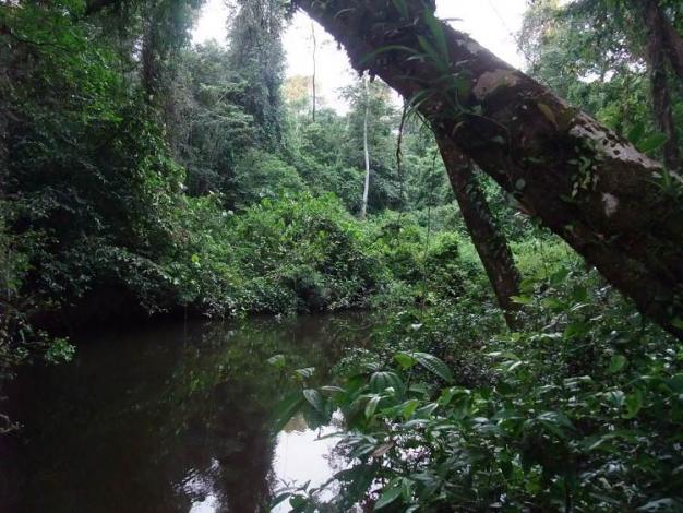 Boa constrictor Habitat Surinam