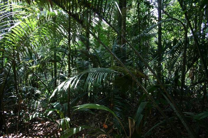 Boa constrictor Habitat Surinam