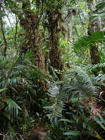 Boa constrictor Habitat Venezuela - Gran Sabana