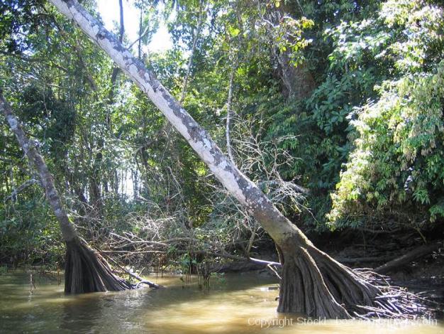 Boa Constrictor Habitat Costa Rica