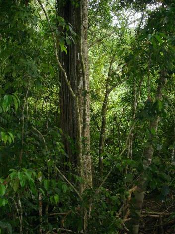 Boa Constrictor Habitat Costa Rica