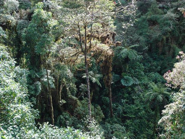 Boa Constrictor Habitat Costa Rica