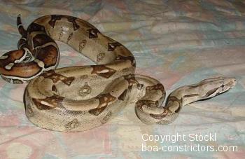 Boa c. constrictor Venezuela