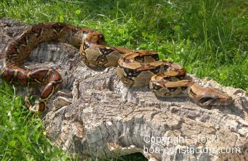 Boa constrictor Foto Archiv