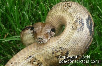 Boa constrictor Foto Archiv