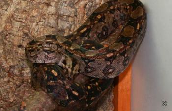 2015_Juli_Tarahumara_Boa_PeterKahler.jpg