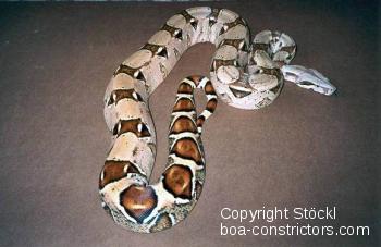 Boa constrictor Foto Archiv