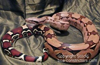 Boa constrictor Foto Archiv