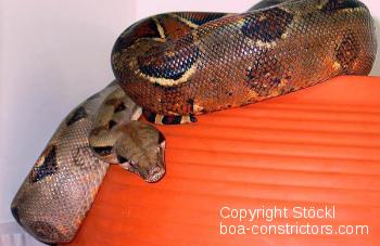 Boa constrictor Foto Archiv