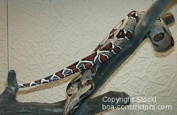 Boa constrictor Foto Archiv